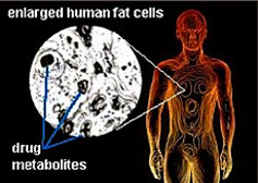 Drug Metabolite fat cells