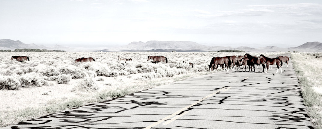Rural America countryside. Road and wild horses.