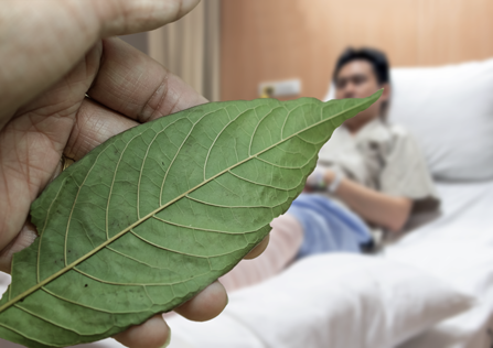A hand is holding the kratom leave in front of the hospital patient. 